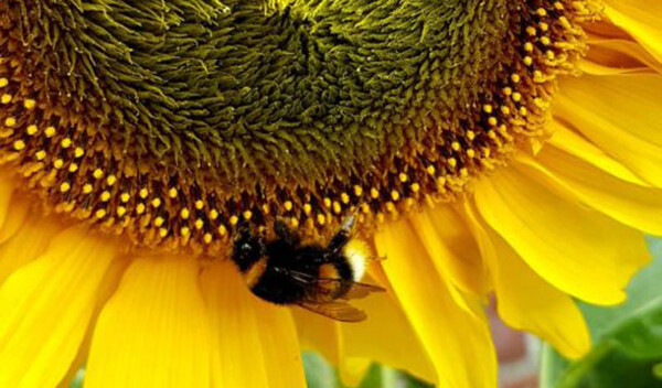 Nahaufnahme einer Biene auf einer Sonnenblume