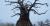 Affenbrotbäume wurden mit Oxal RM geschaffen 